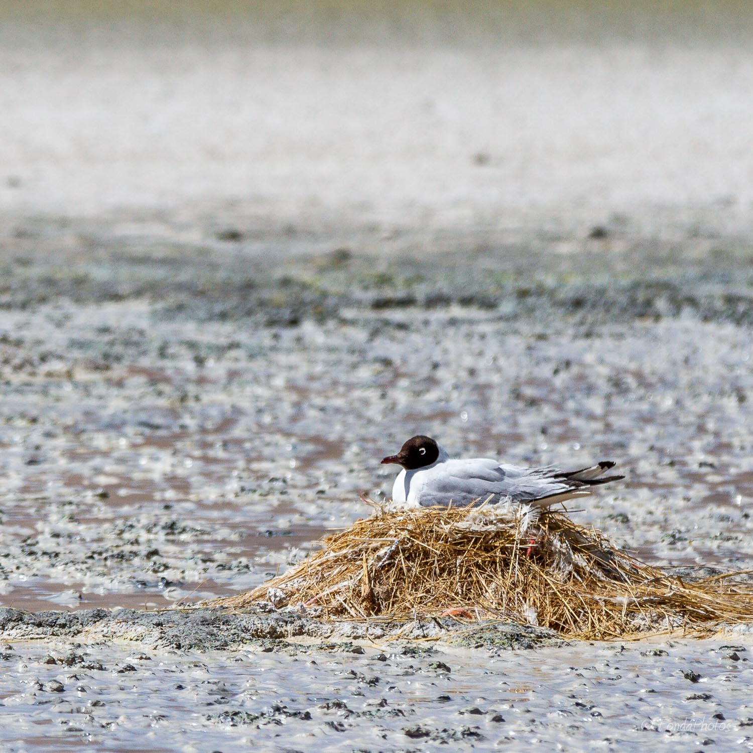 IMG_0369.jpg Andean gull on nest, laguna Hedionda, Bolivia