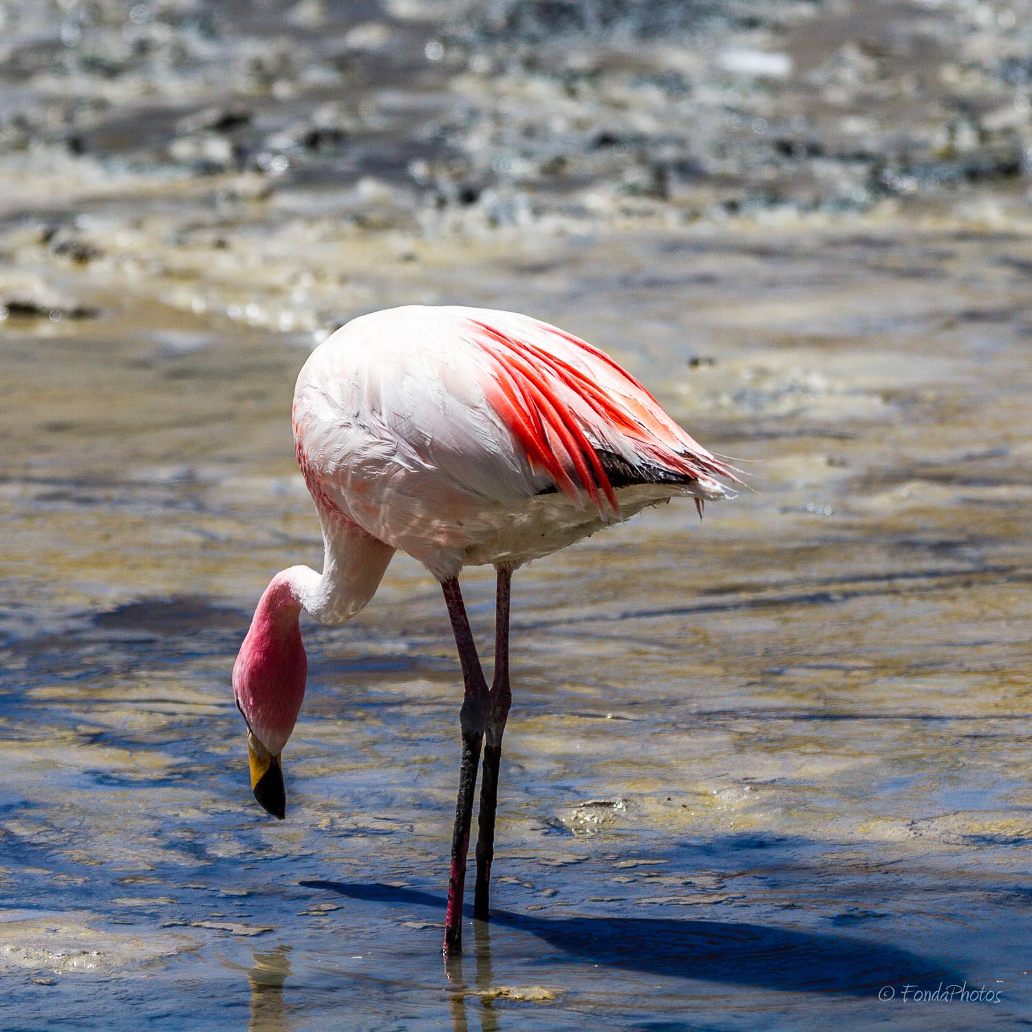 IMG_0395.jpg James Flamingo, Ruta de las Joyas, Bolivia