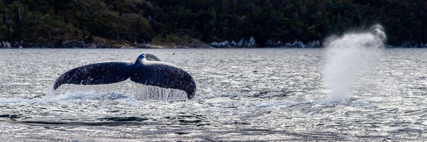 IMG_6086.jpg Humpback whale, Strait of Magellan