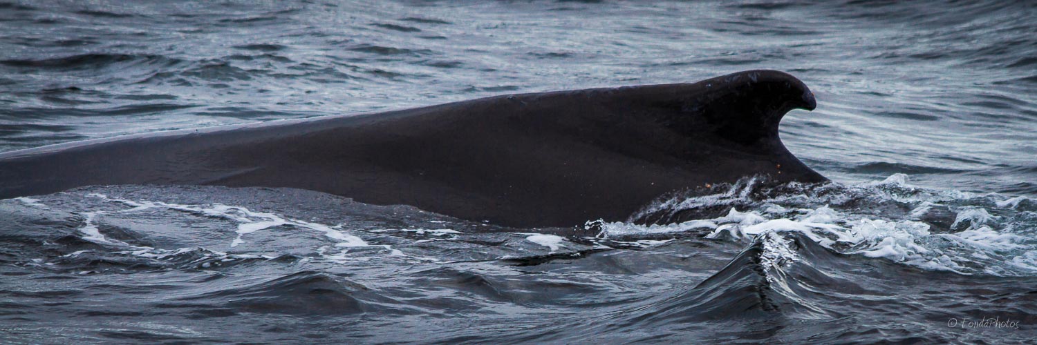 IMG_5942.jpg Humpback whale, Strait of Magellan