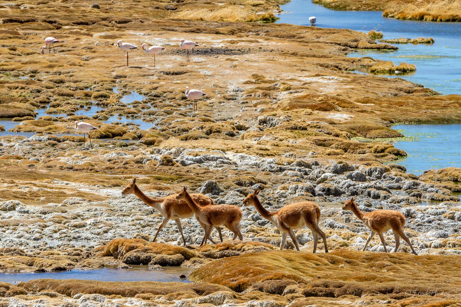 IMG_6311.jpg Vicunas, Laguna Cotacotani