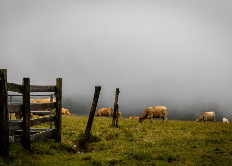 Mont-Saint-Michel in the mist