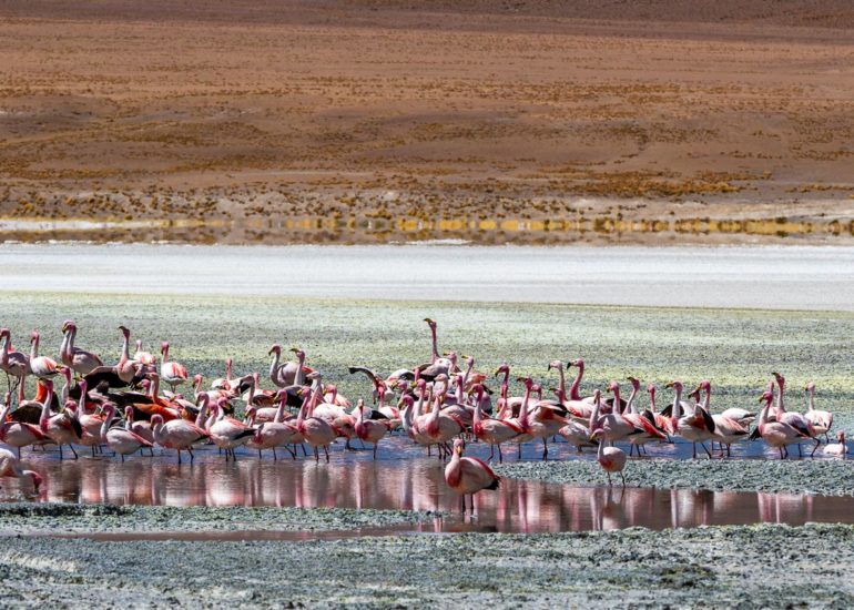Laguna Ramaditas, Bolivie