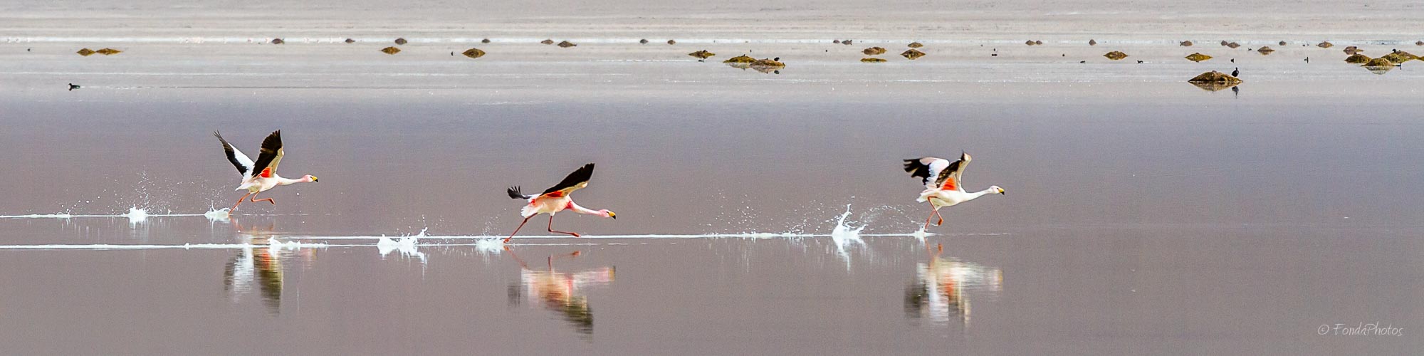 Flamants de James, Laguna Blanca, Bolivie