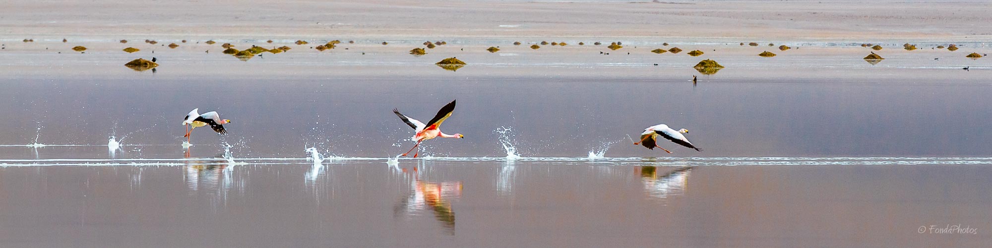 Flamants de James, Laguna Blanca, Bolivie