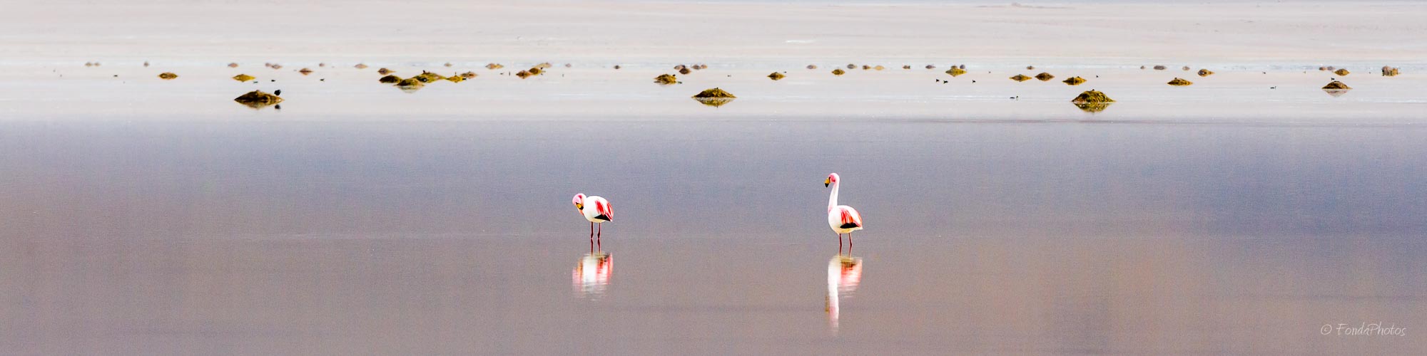 James Flamingos, Laguna Blanca, Bolivia