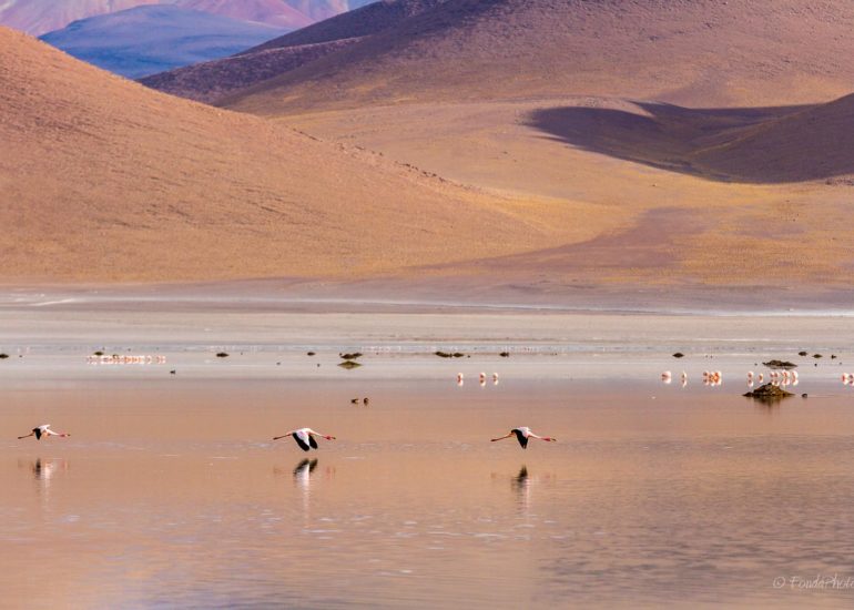 Laguna Blanca, Bolivia