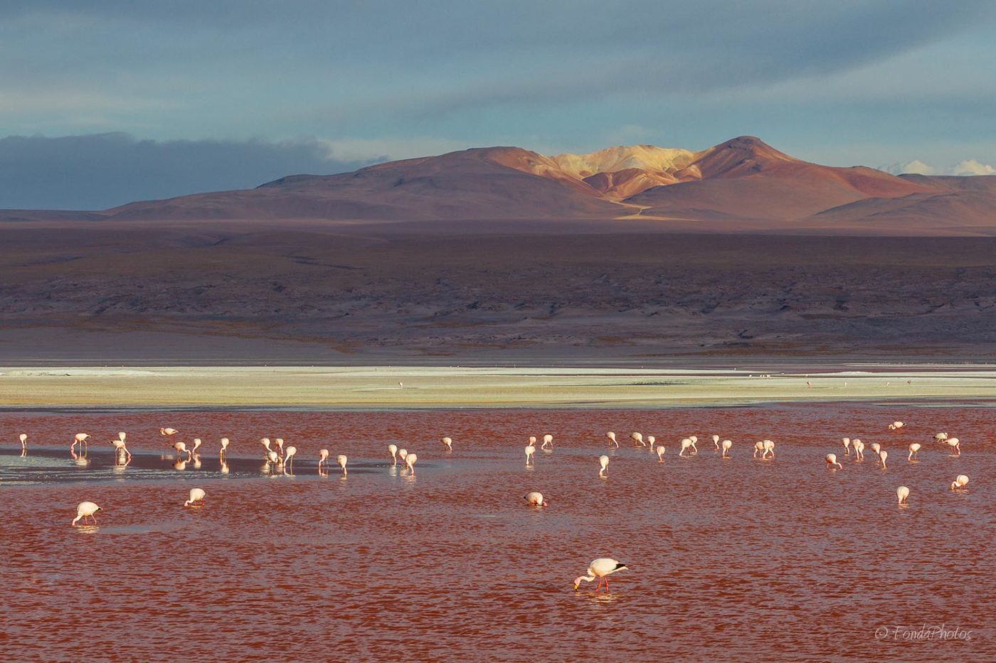 Laguna Colorada, Bolivie