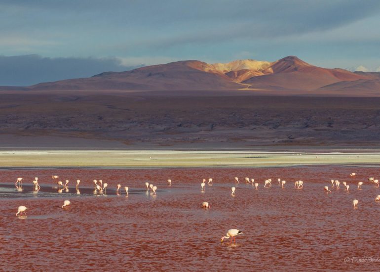 Laguna Colorada, Bolivie