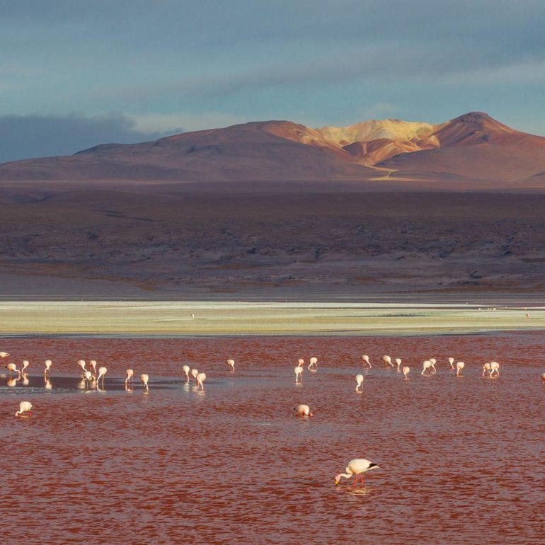 Laguna Colorada, Bolivie