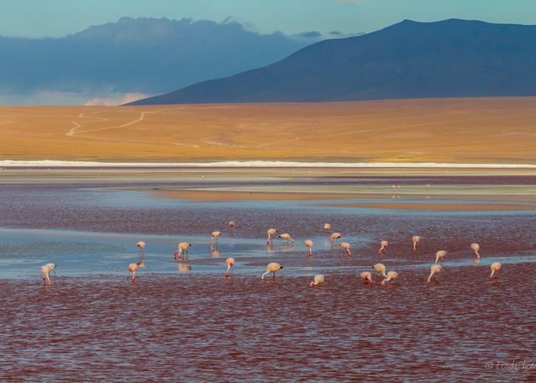 Laguna Colorada, Bolivie