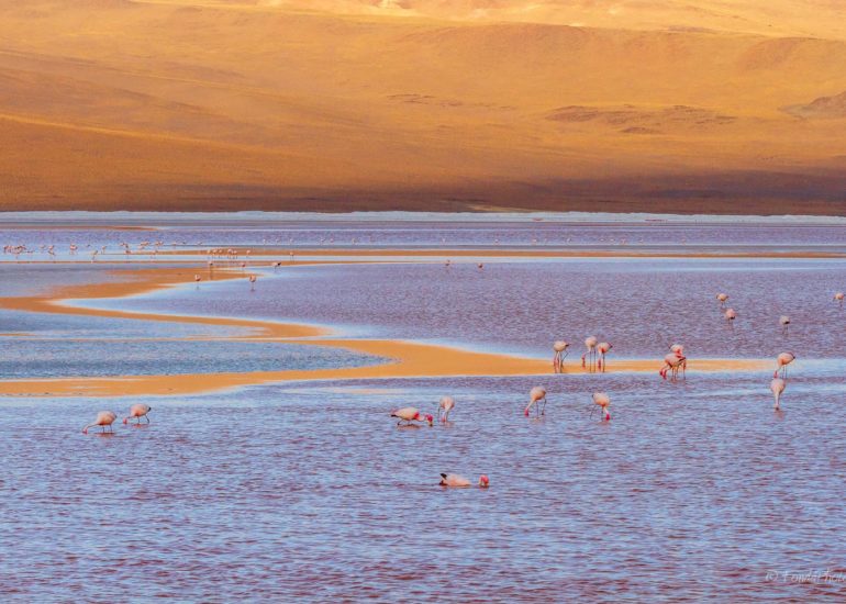 Laguna Colorada, Bolivie
