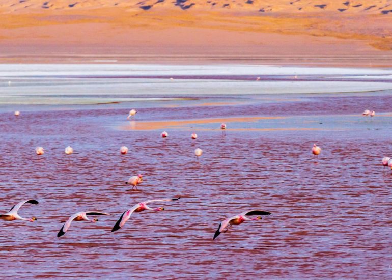 Laguna Colorada, Bolivie