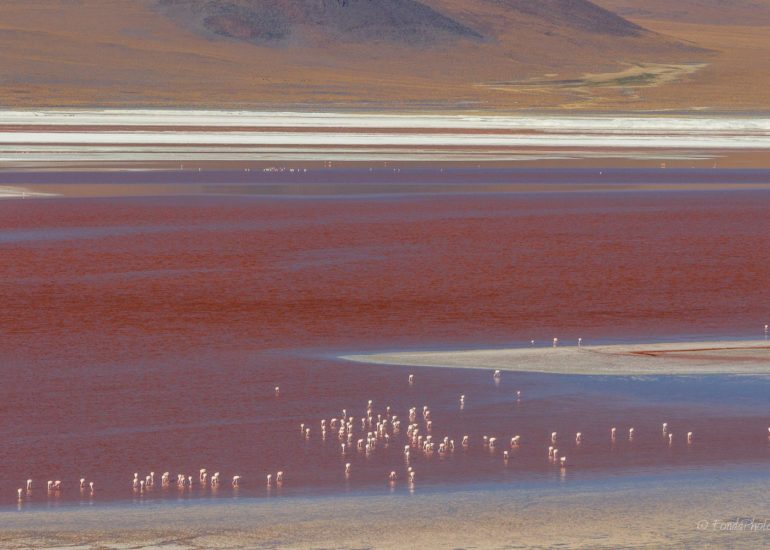 Laguna Colorada, Bolivie
