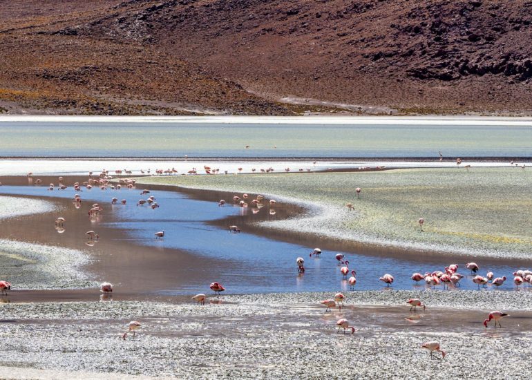 Laguna Ramaditas, Bolivie