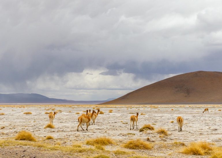 Désert de Dali, Bolivie