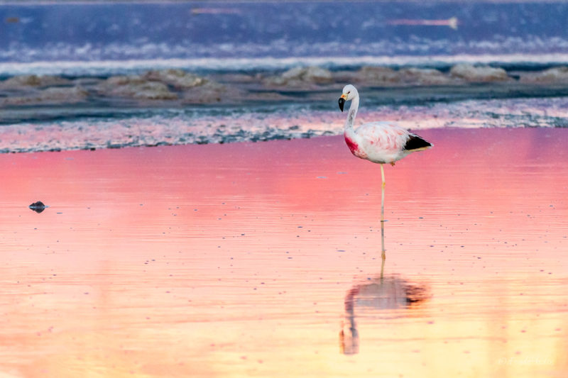 Laguna de Chaxa, Salar de Atacama