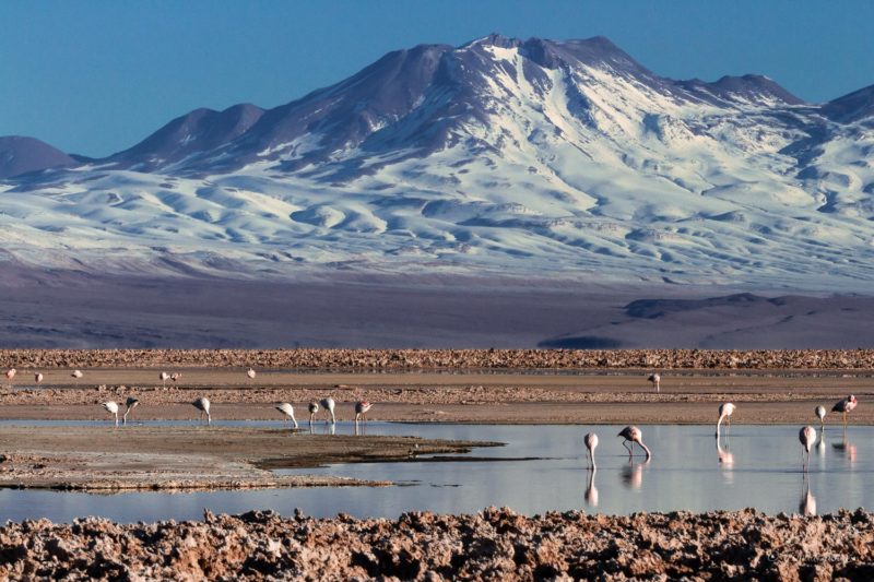 Laguna de Chaxa, Salar de Atacama