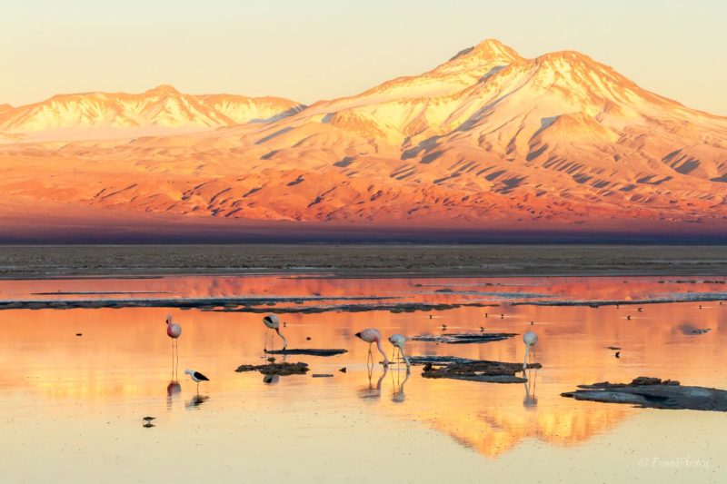 Laguna de Chaxa, Salar de Atacama