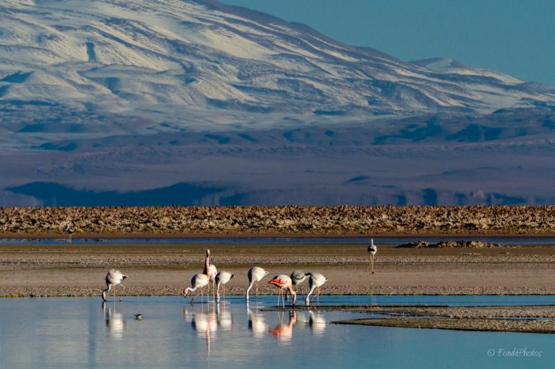 Laguna de Chaxa, Salar de Atacama