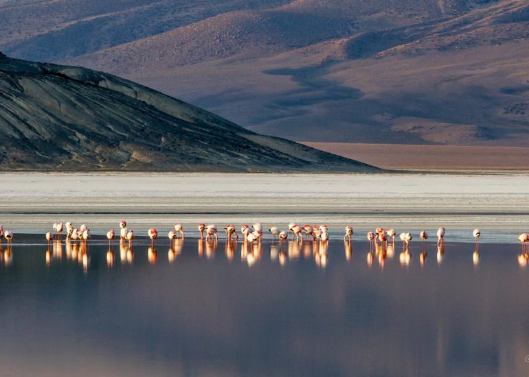 Salar de Surire, Chile