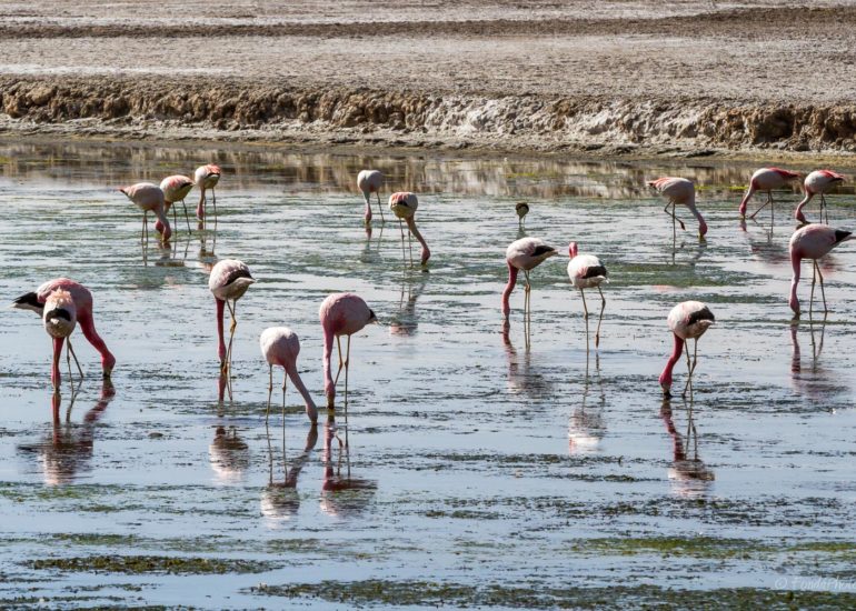 Catedrales de Tara, Salar de Tara, Los Flamencos National Reserve