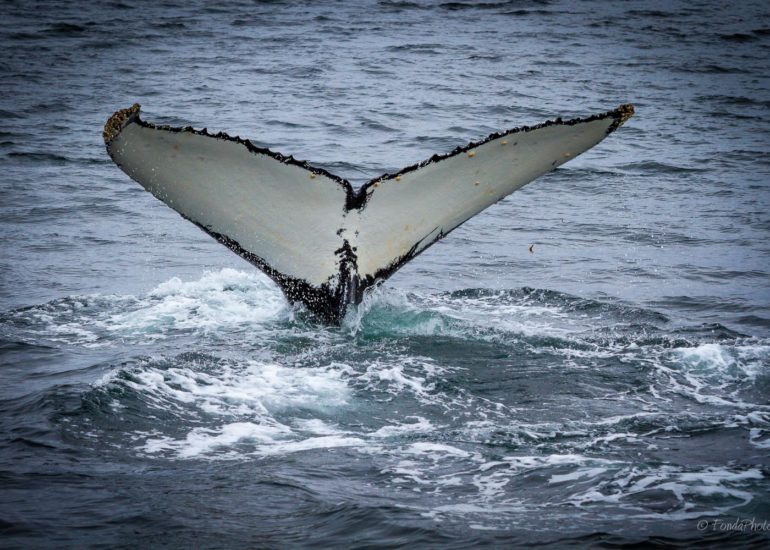 Seno de Agostini, Mount Buckland, Strait of Magellan