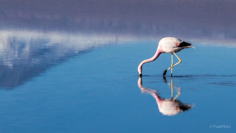 Laguna de Chaxa, Salar de Atacama