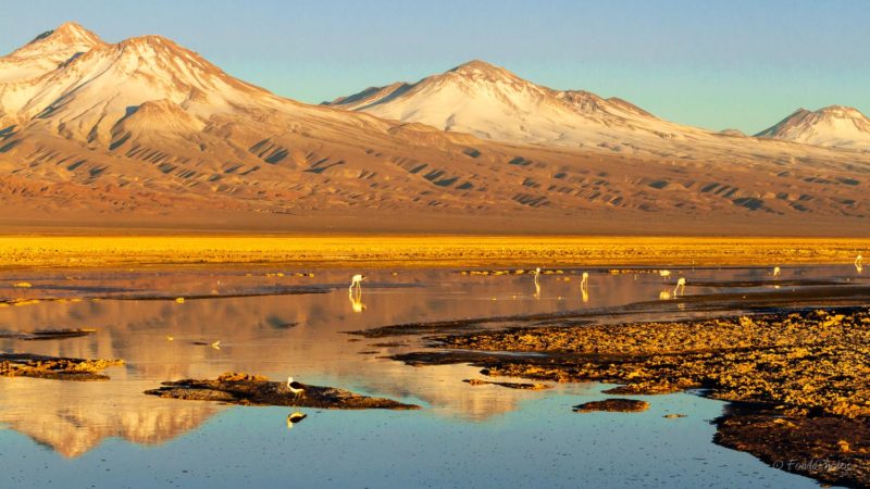 Laguna de Chaxa, Salar de Atacama