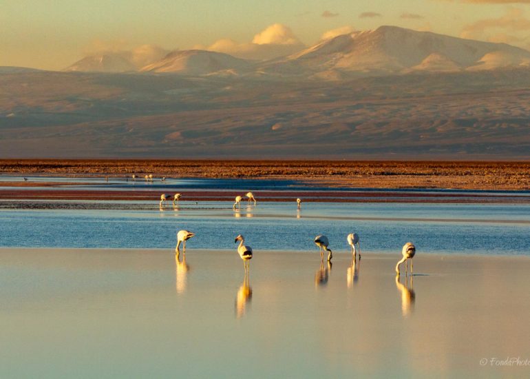 Laguna de Chaxa, Salar d'Atacama