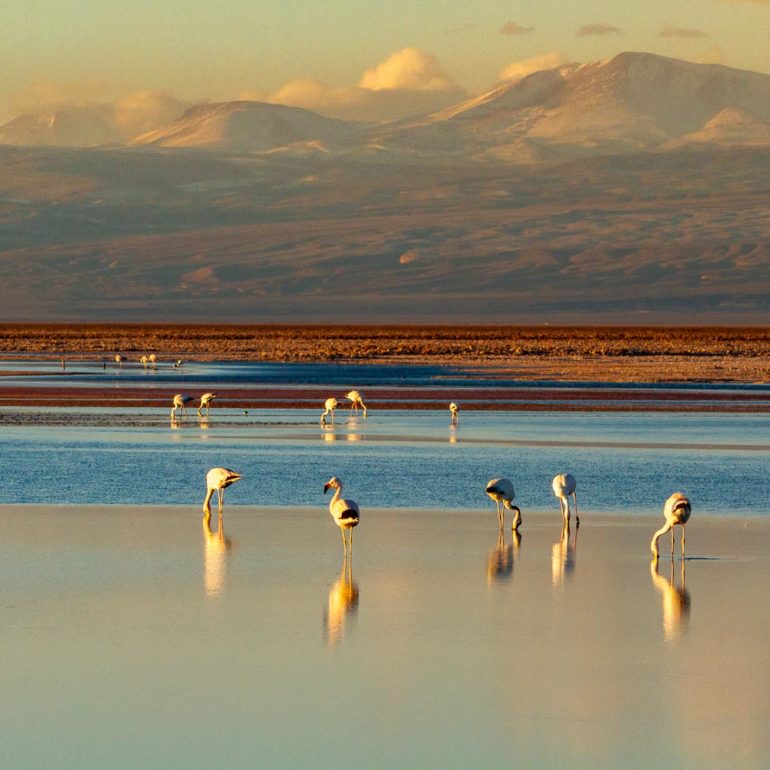 Laguna de Chaxa, Salar d'Atacama