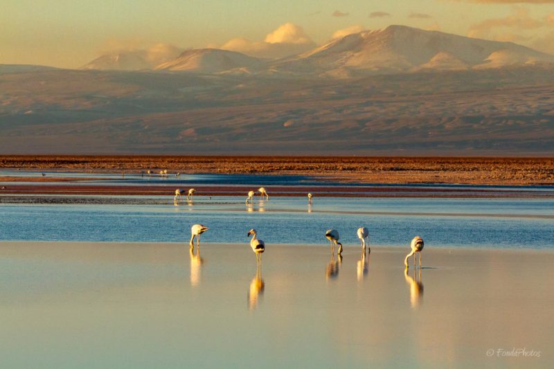 Laguna de Chaxa, Salar de Atacama