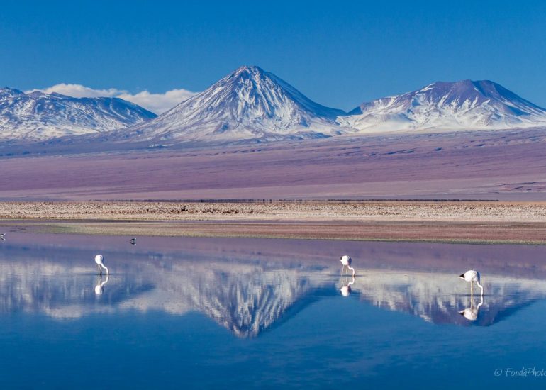 Laguna de Chaxa, Salar de Atacama