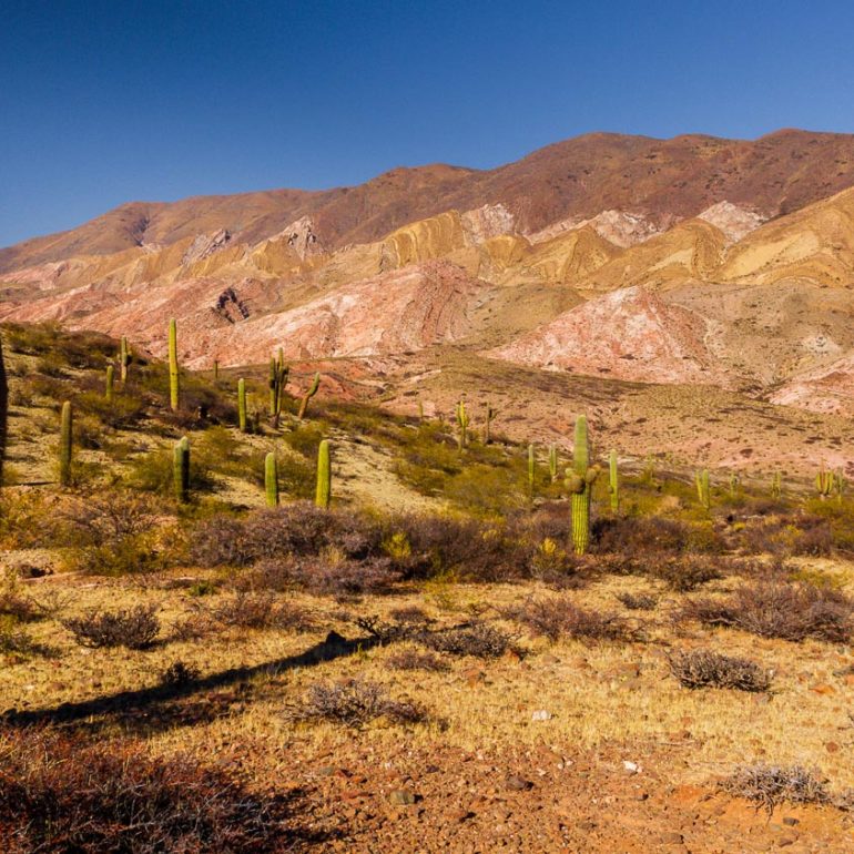 Parc National Los Cardones