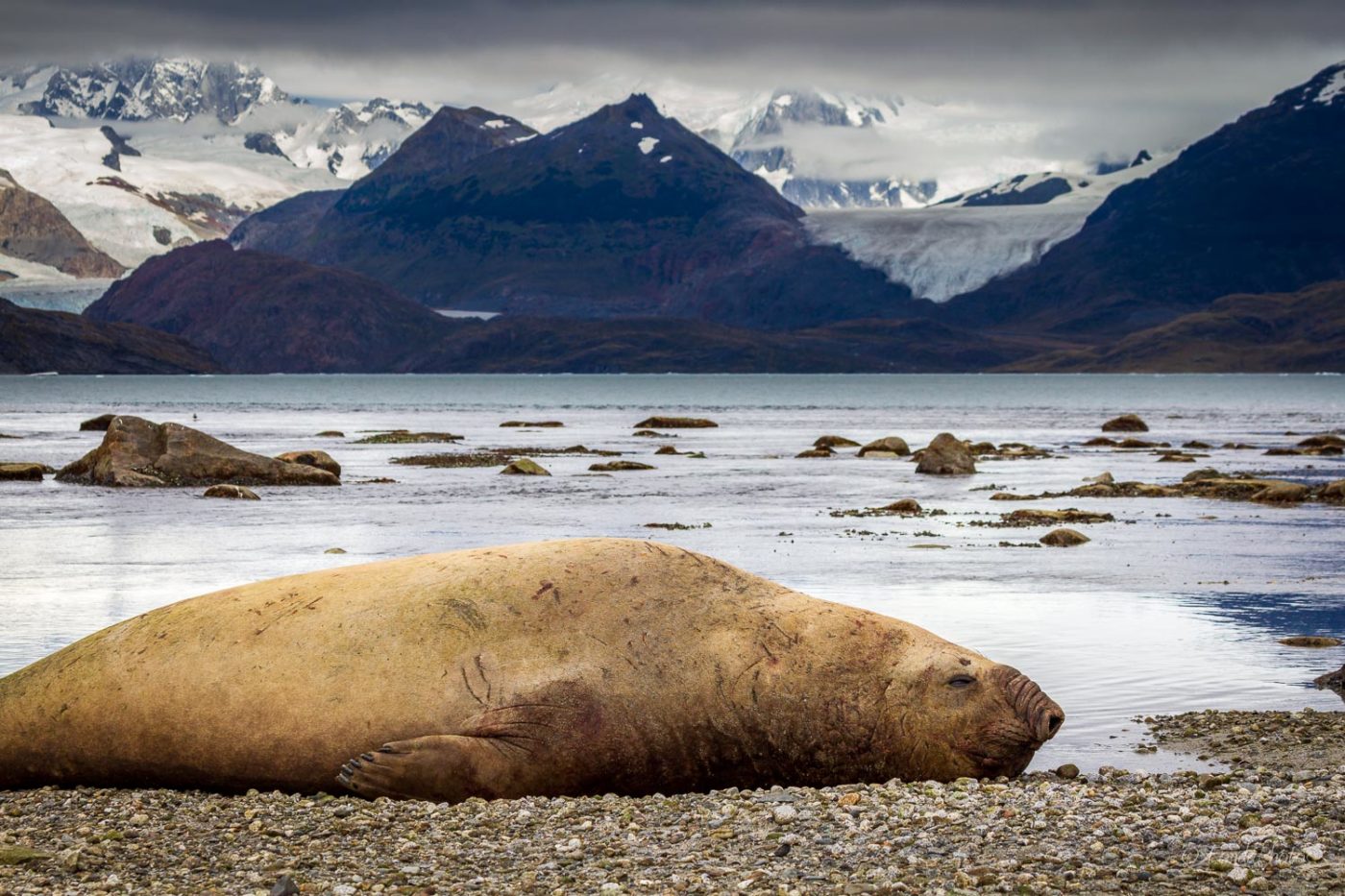 Elephant de mer, Baie d'Ainsworth, Détroit de Magellan