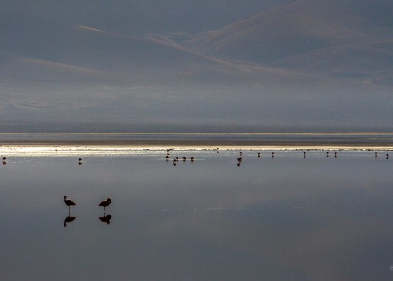 Salar de Surire, Chile