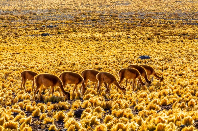 Catedrales de Tara, Salar de Tara, Los Flamencos National Reserve
