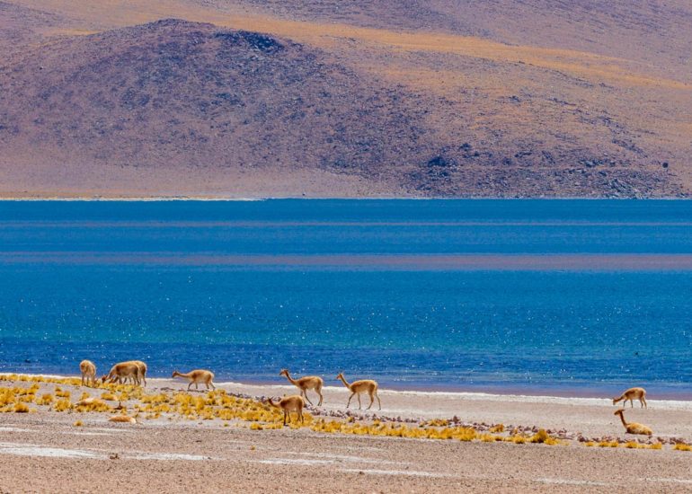 Catedrales de Tara, Salar de Tara, Los Flamencos National Reserve