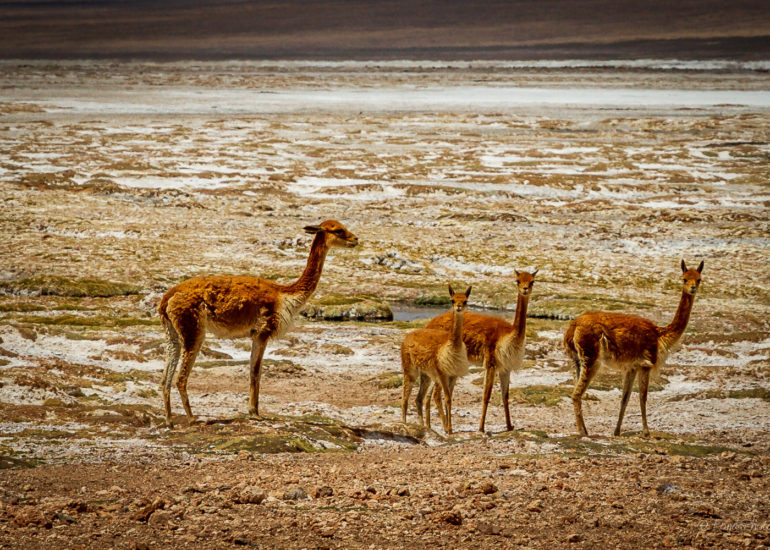 Salar de Surire, Chile