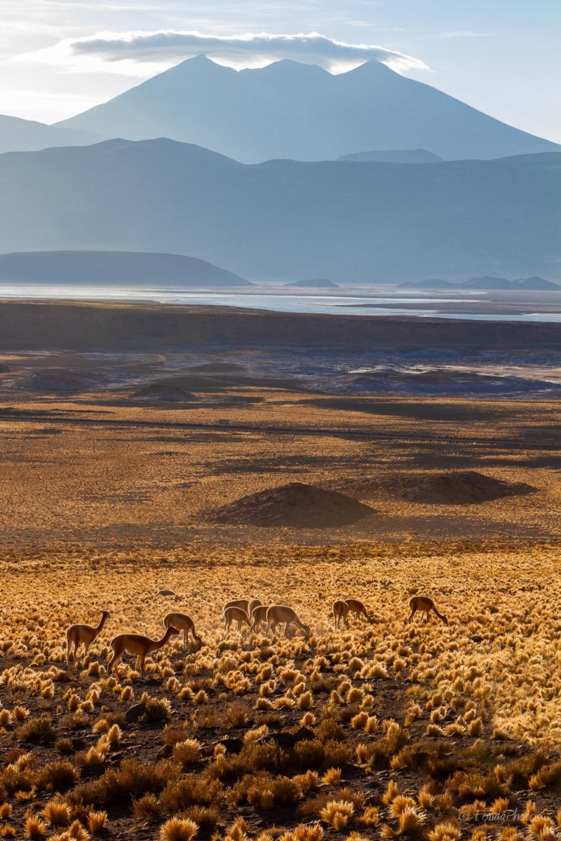 Catedrales de Tara, Salar de Tara, Los Flamencos National Reserve