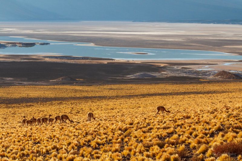 Catedrales de Tara, Salar de Tara, Los Flamencos National Reserve