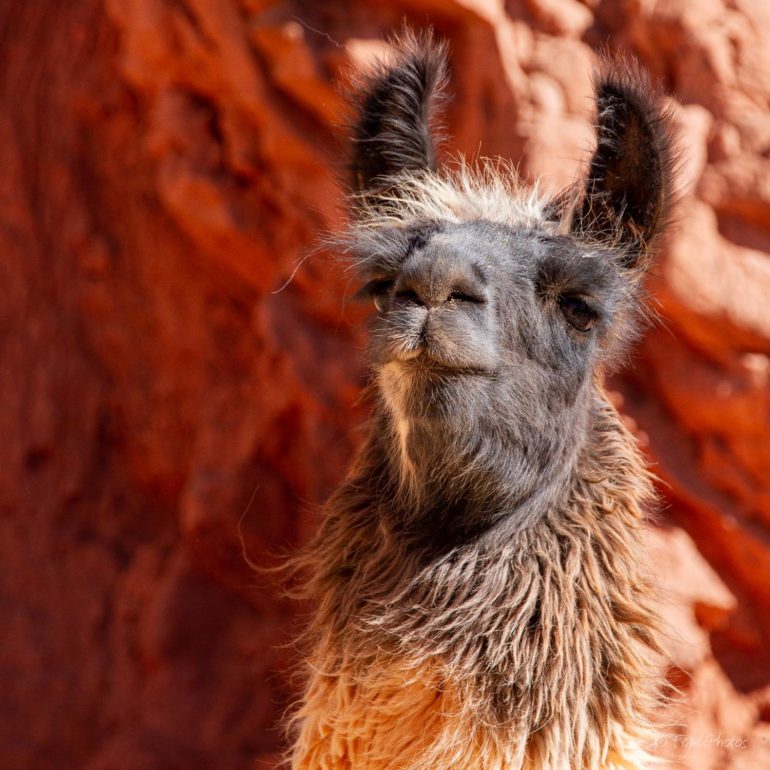 Route 52 towards Salinas Grandes, NOA, Argentina