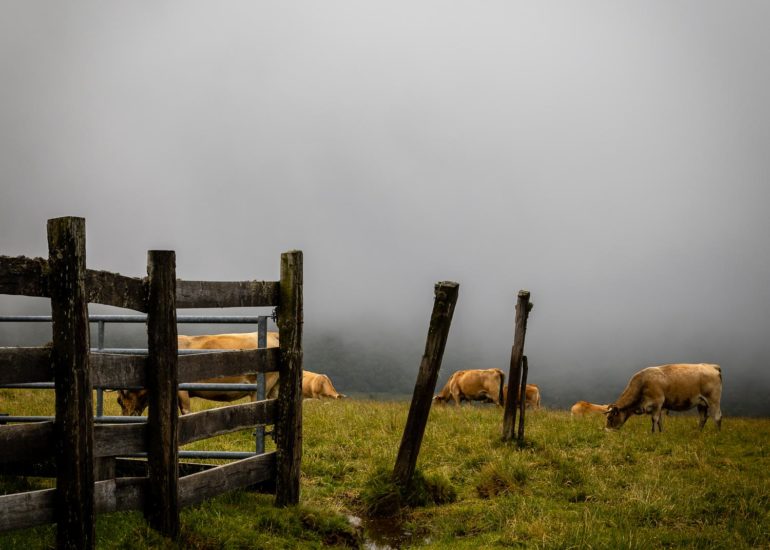 Vaches en Aubrac
