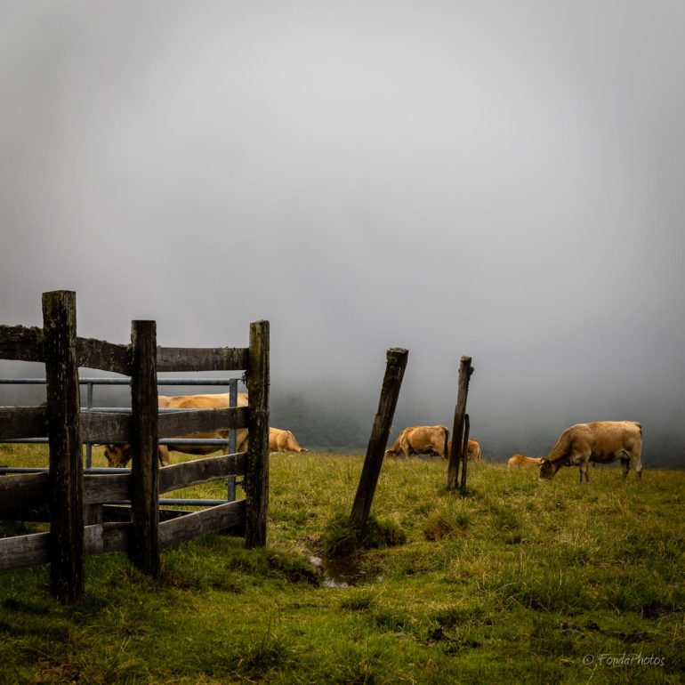 Vaches en Aubrac