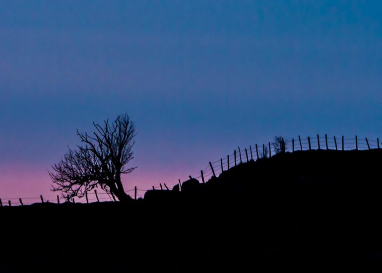 Aubrac, arbre au crépuscule