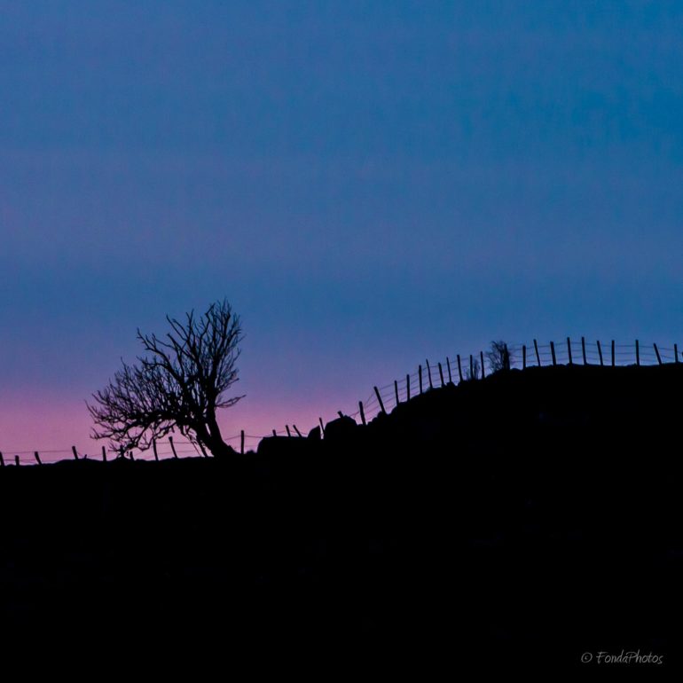 Aubrac, arbre au crépuscule