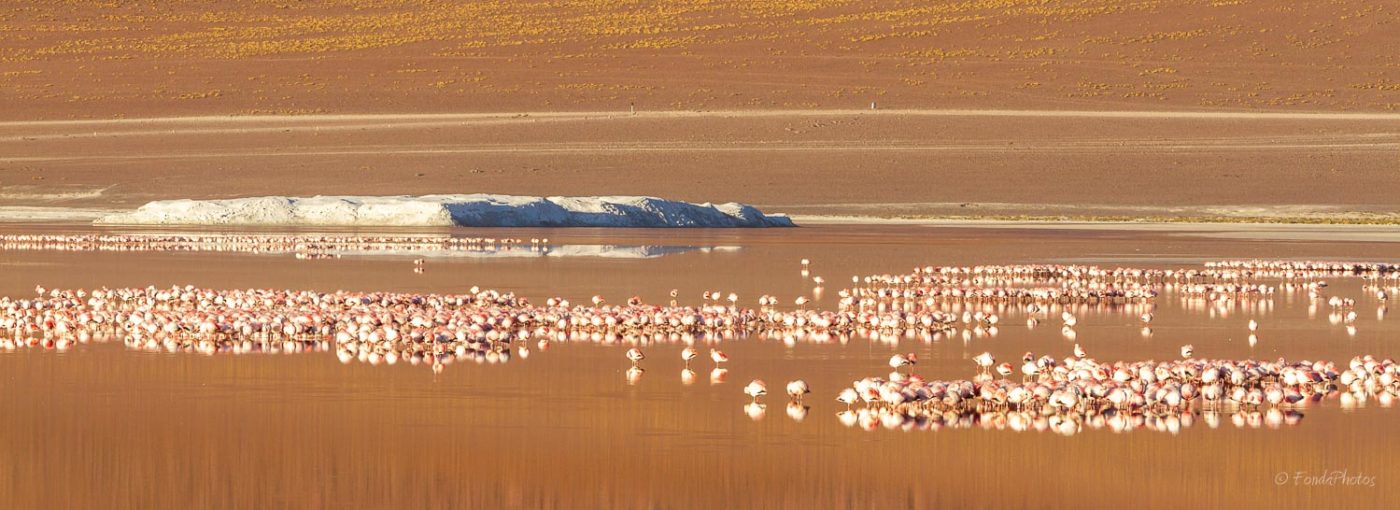 Laguna Colorada, Bolivie