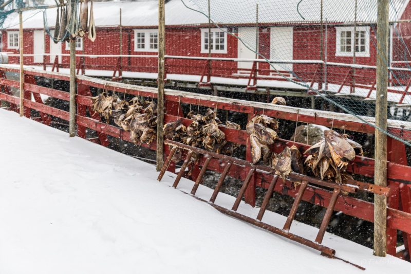 Red rorbu, Hamnoy, Lofoten