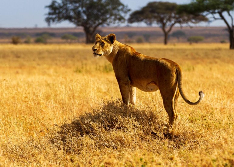 Lionne, Serengeti