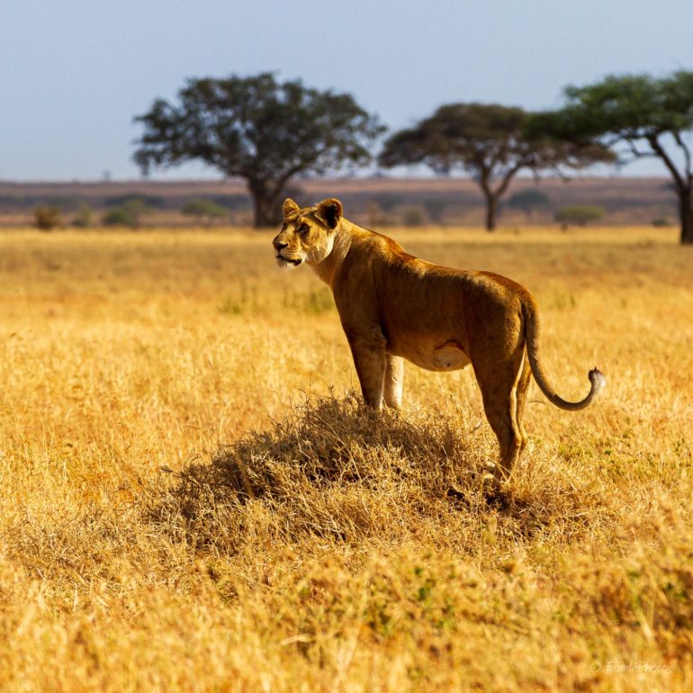 Lionne, Serengeti
